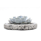 Echeveria Lilacina Dans Bol Koala Décoratif – Plante D’Intérieur