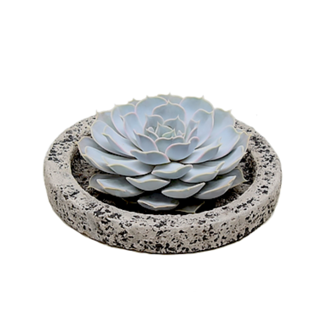 Echeveria Lilacina Dans Bol Koala Décoratif – Plante D’Intérieur