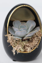 Lot De 2 Echeveria Dans Œuf Décoratif Noir Et Or – Plante D’Intérieur
