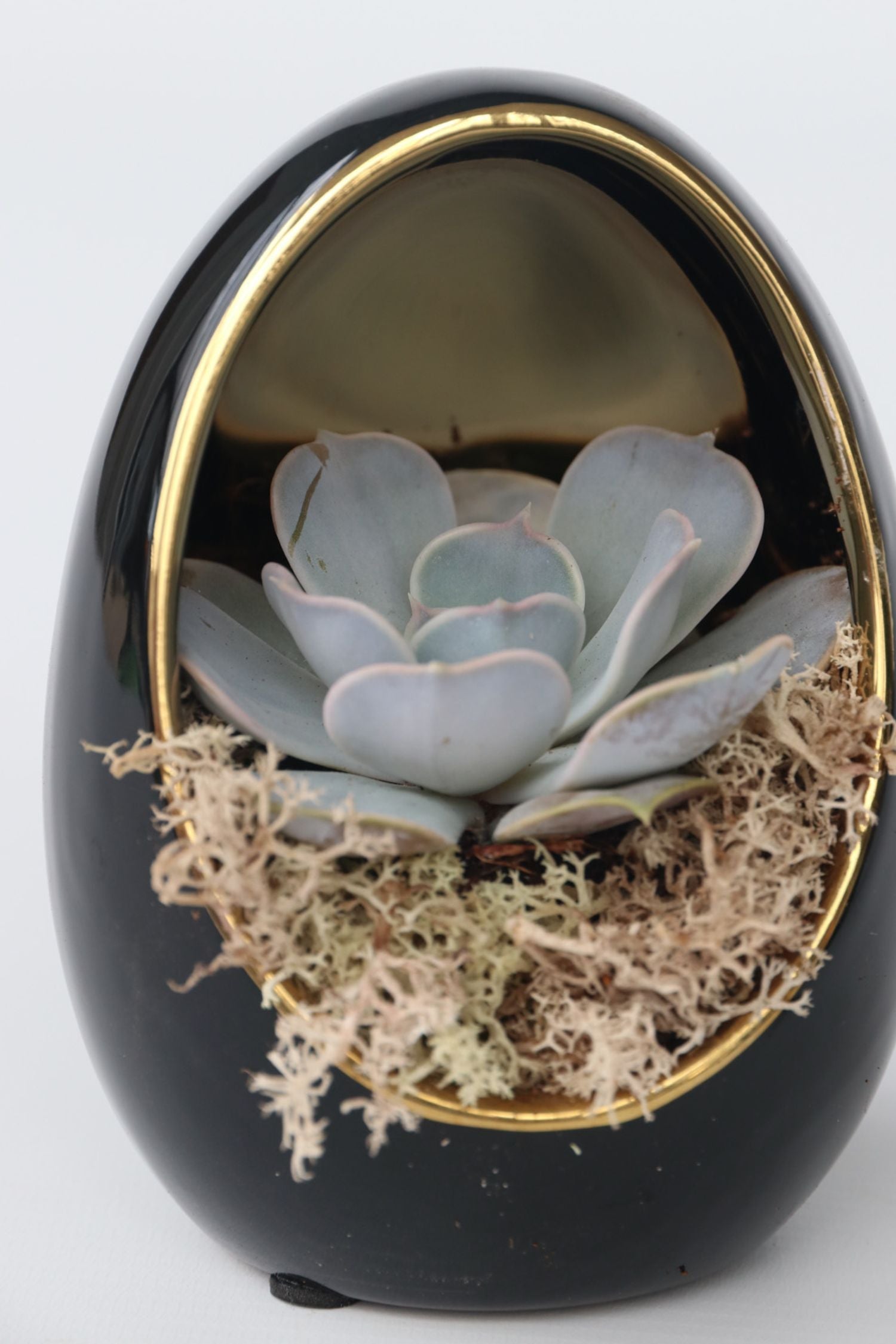 Lot De 2 Echeveria Dans Œuf Décoratif Noir Et Or – Plante D’Intérieur