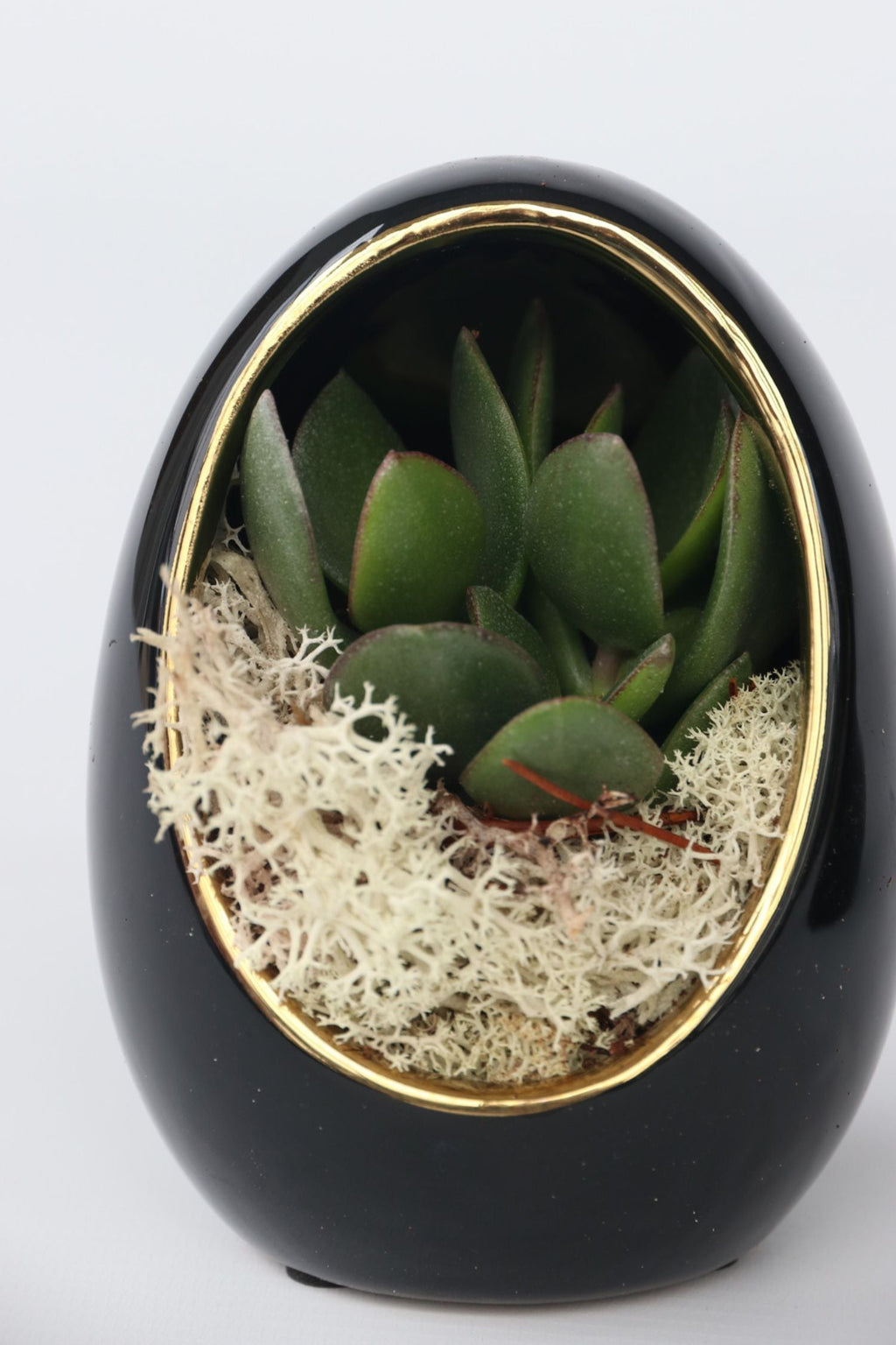Lot De 2 Echeveria Dans Œuf Décoratif Noir Et Or – Plante D’Intérieur