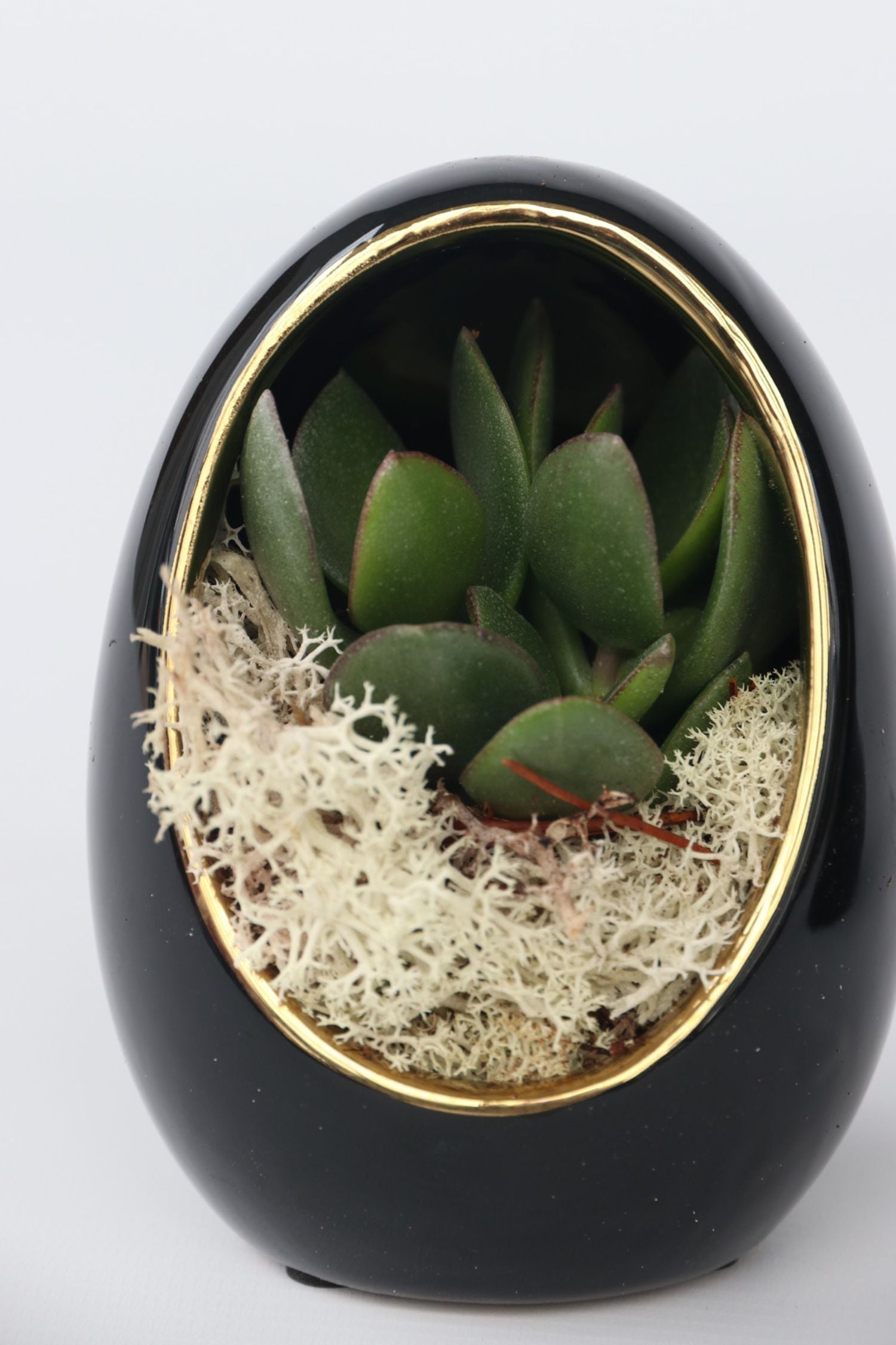 Lot De 2 Echeveria Dans Œuf Décoratif Noir Et Or – Plante D’Intérieur