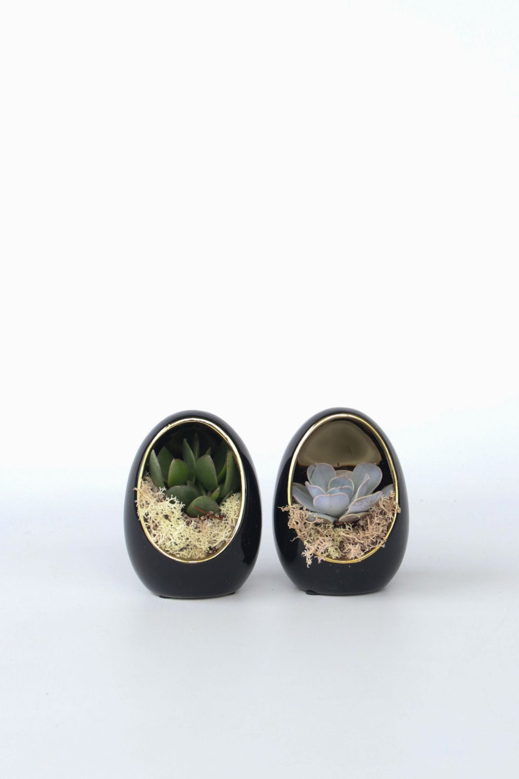 Lot De 2 Echeveria Dans Œuf Décoratif Noir Et Or – Plante D’Intérieur