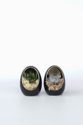 Lot De 2 Echeveria Dans Œuf Décoratif Noir Et Or – Plante D’Intérieur