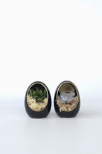 Lot De 2 Echeveria Dans Œuf Décoratif Noir Et Or – Plante D’Intérieur