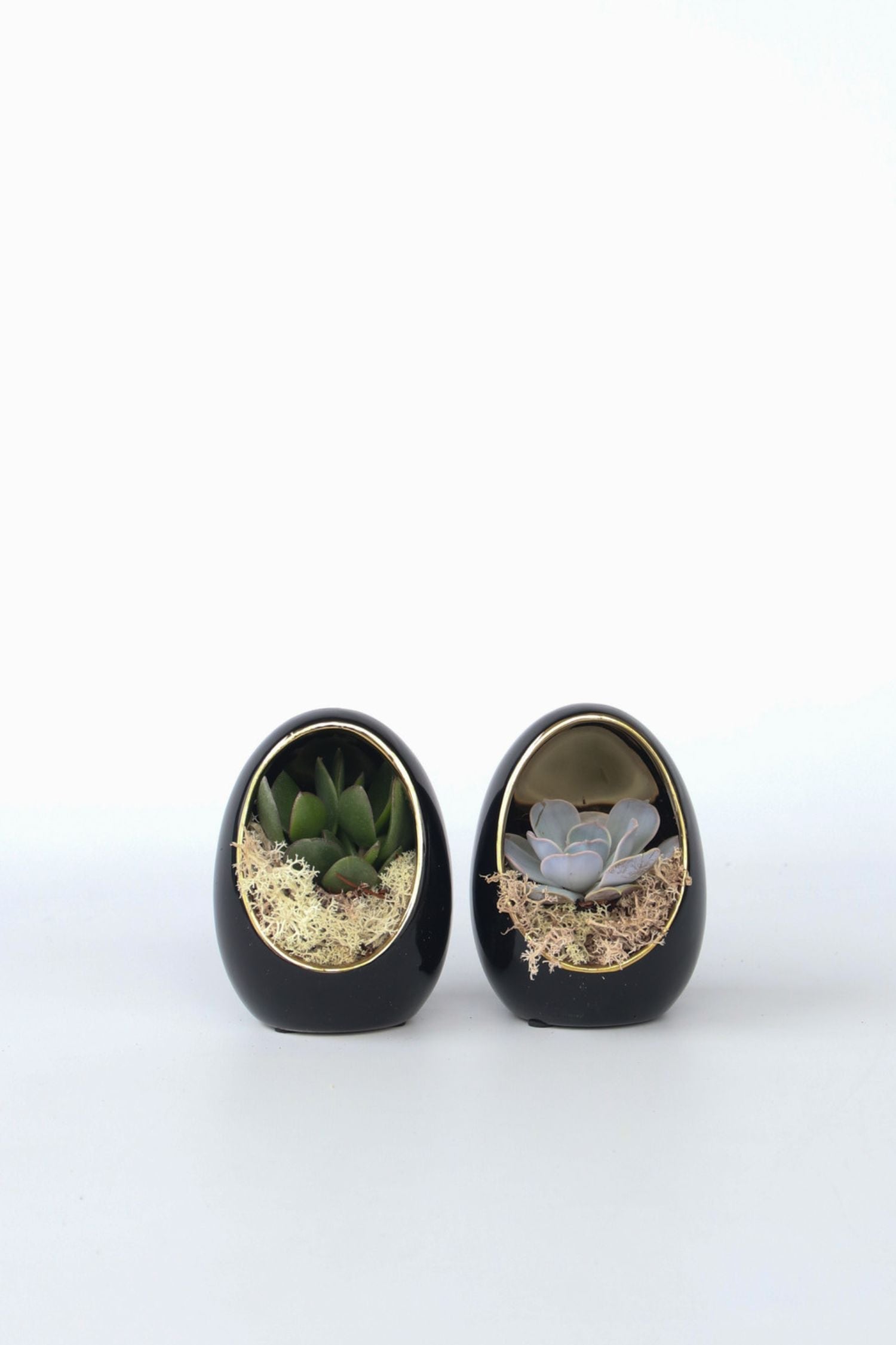 Lot De 2 Echeveria Dans Œuf Décoratif Noir Et Or – Plante D’Intérieur