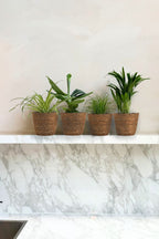Mélange De 4 Plantes Pet Friendly Avec Paniers – Plante D’Intérieur
