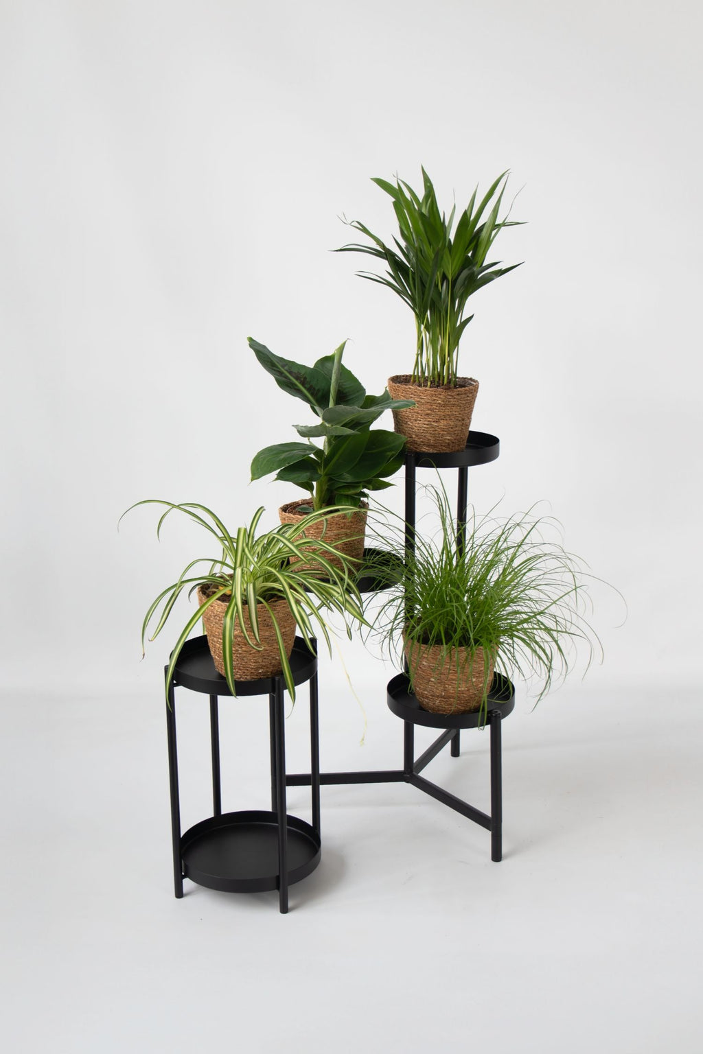 Mélange De 4 Plantes Pet Friendly Avec Paniers – Plante D’Intérieur