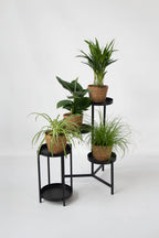 Mélange De 4 Plantes Pet Friendly Avec Paniers – Plante D’Intérieur
