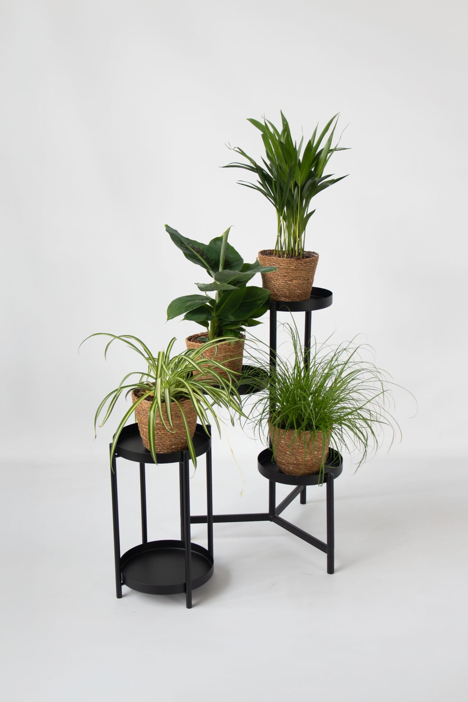Mélange De 4 Plantes Pet Friendly Avec Paniers – Plante D’Intérieur
