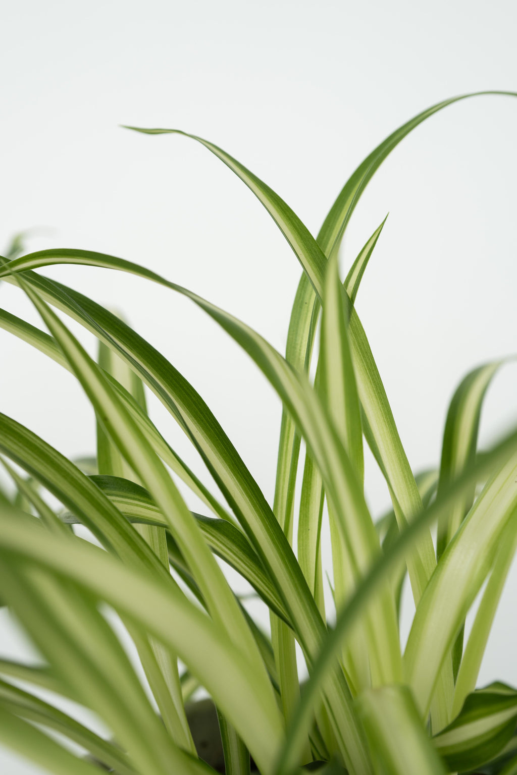 Mélange De 4 Plantes Pet Friendly Avec Paniers – Plante D’Intérieur