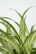 Mélange De 4 Plantes Pet Friendly Avec Paniers – Plante D’Intérieur