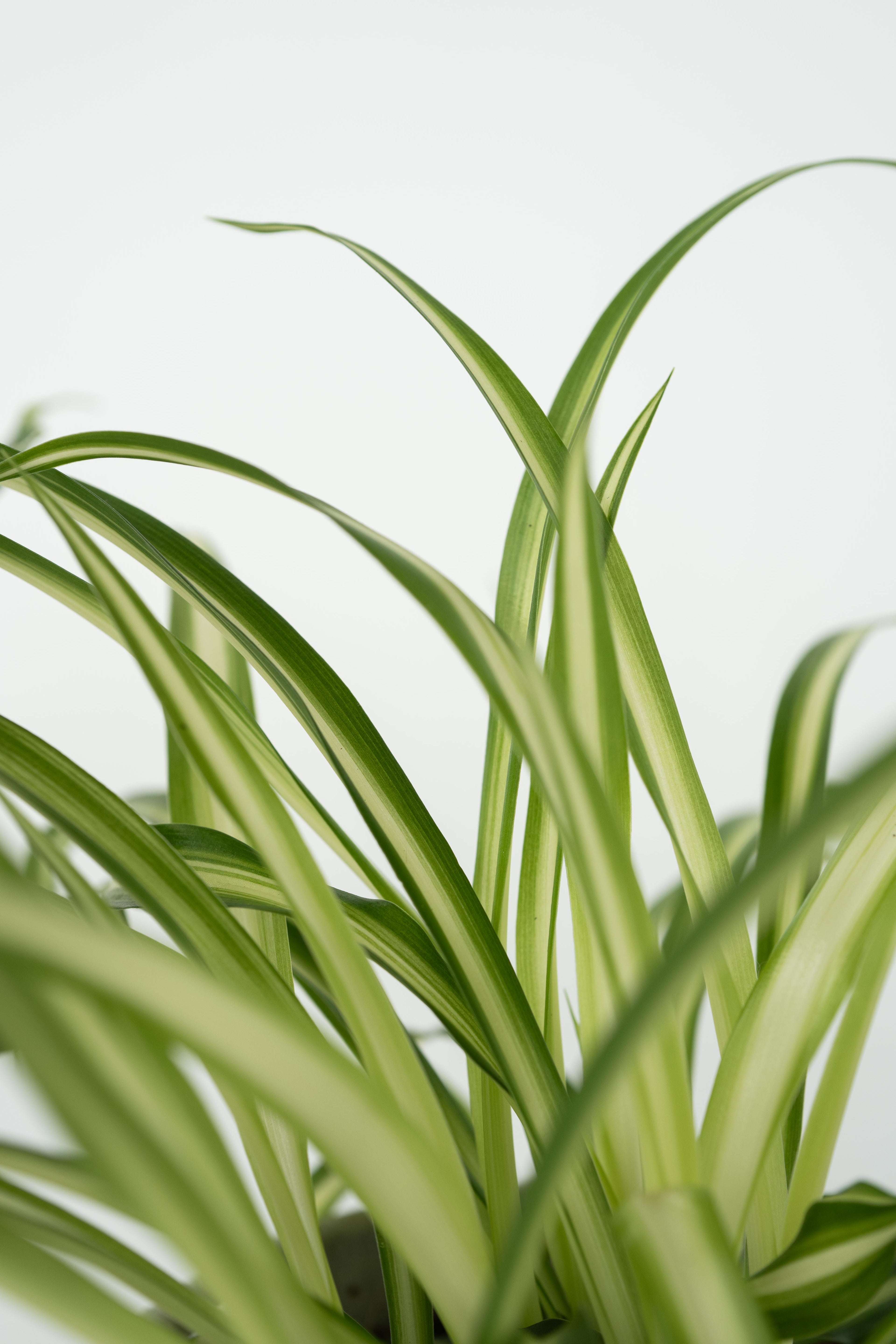 Mélange De 4 Plantes Pet Friendly Avec Paniers – Plante D’Intérieur