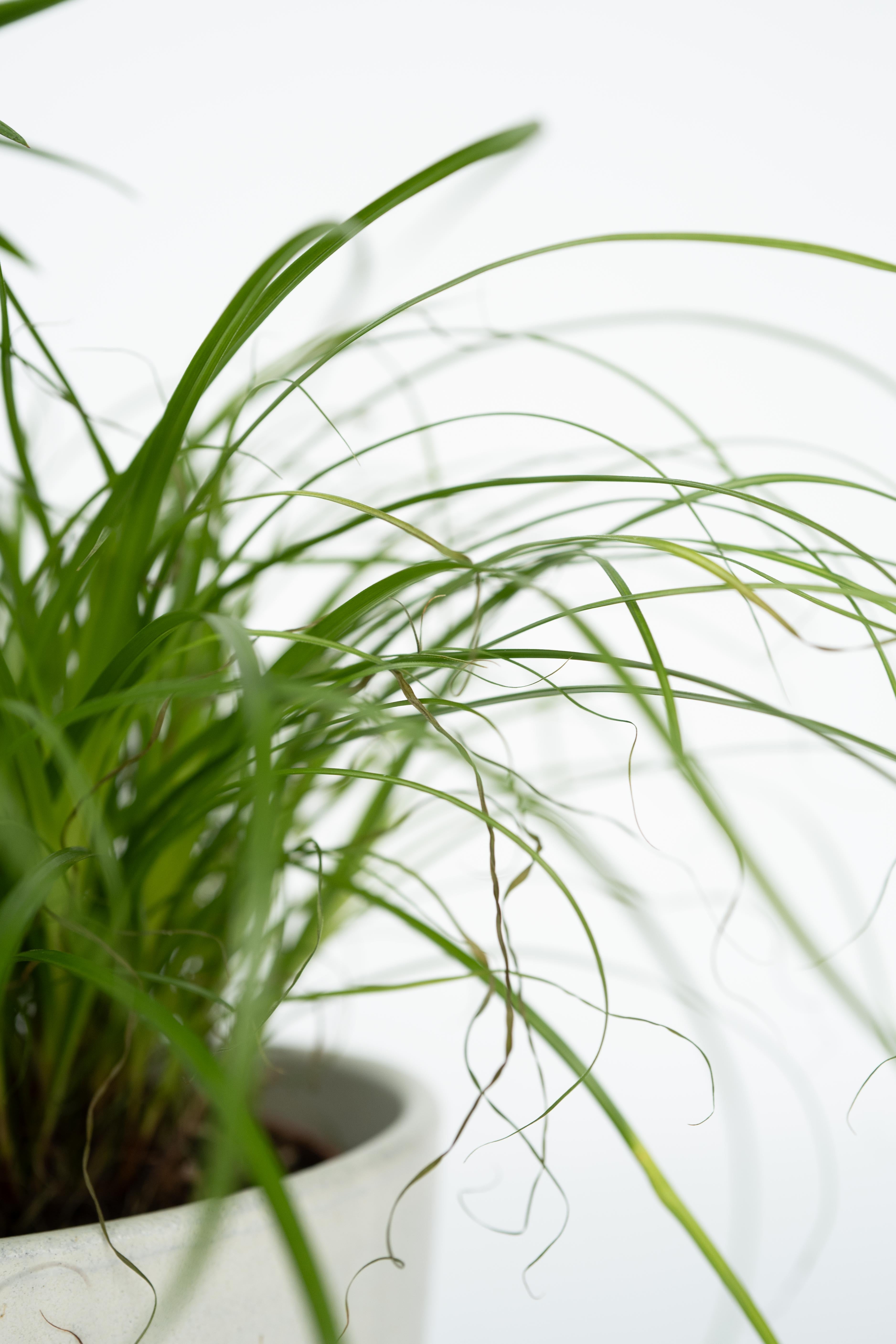 Mélange De 4 Plantes Pet Friendly Avec Paniers – Plante D’Intérieur