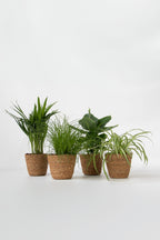 Mélange De 4 Plantes Pet Friendly Avec Paniers – Plante D’Intérieur