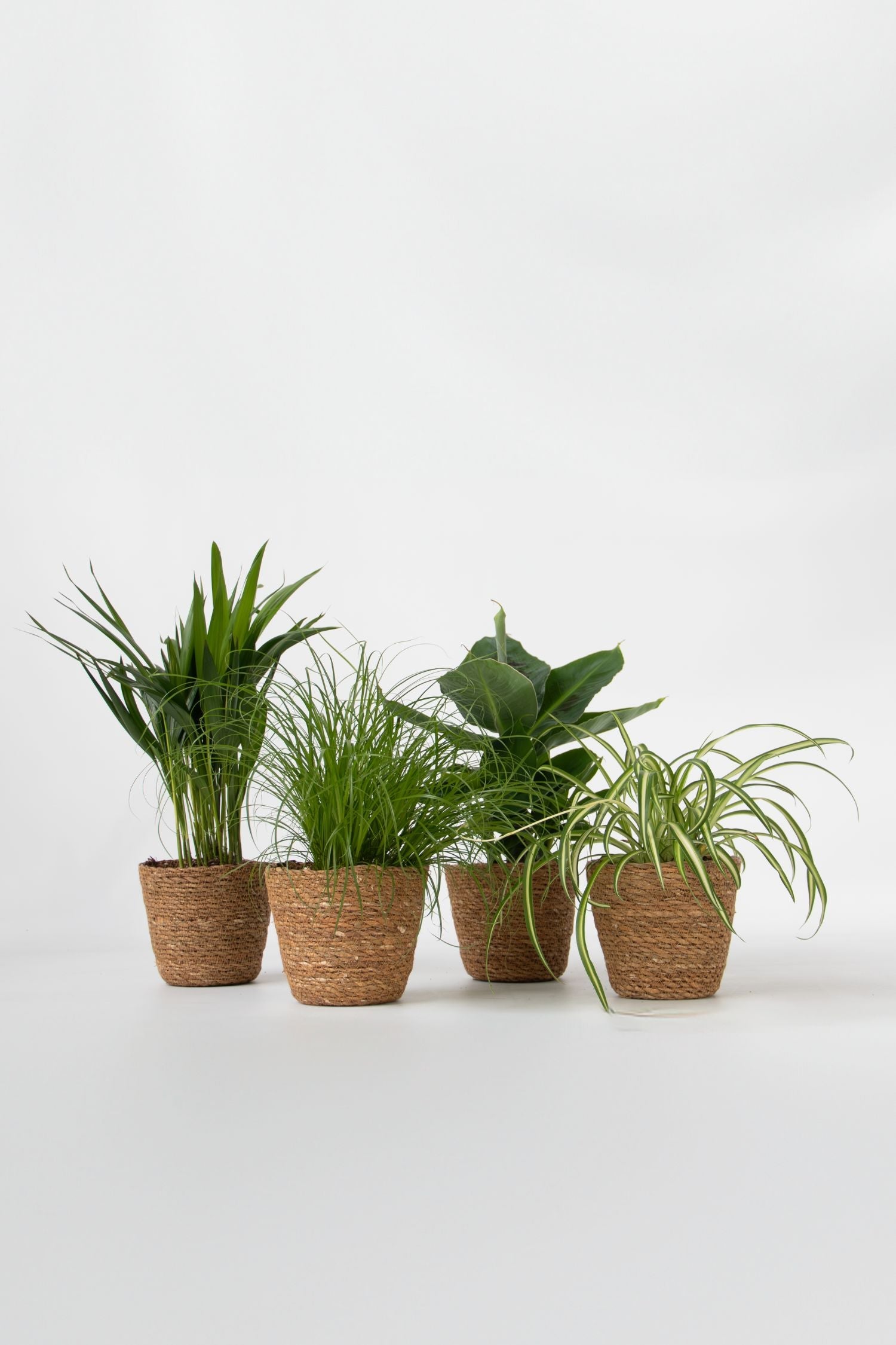 Mélange De 4 Plantes Pet Friendly Avec Paniers – Plante D’Intérieur