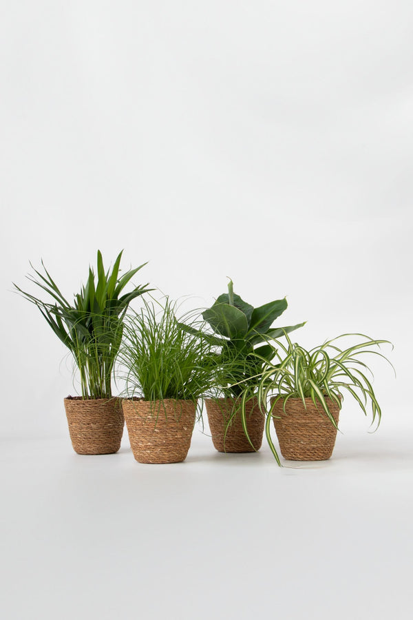 Mélange De 4 Plantes Pet Friendly Avec Paniers – Plante D’Intérieur