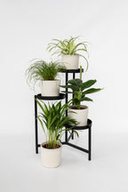Mélange De 4 Plantes Pet Friendly – Plante D’Intérieur