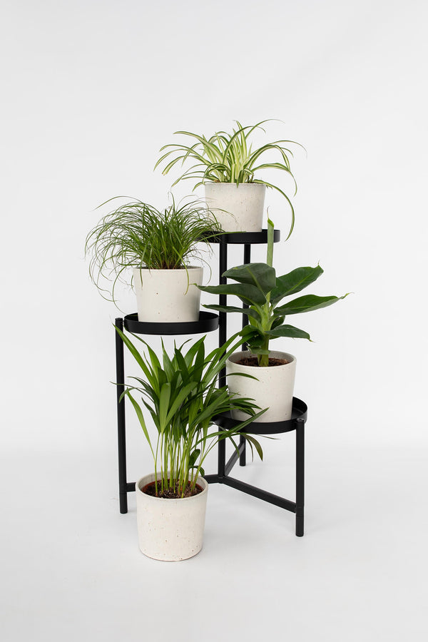 Mélange De 4 Plantes Pet Friendly – Plante D’Intérieur