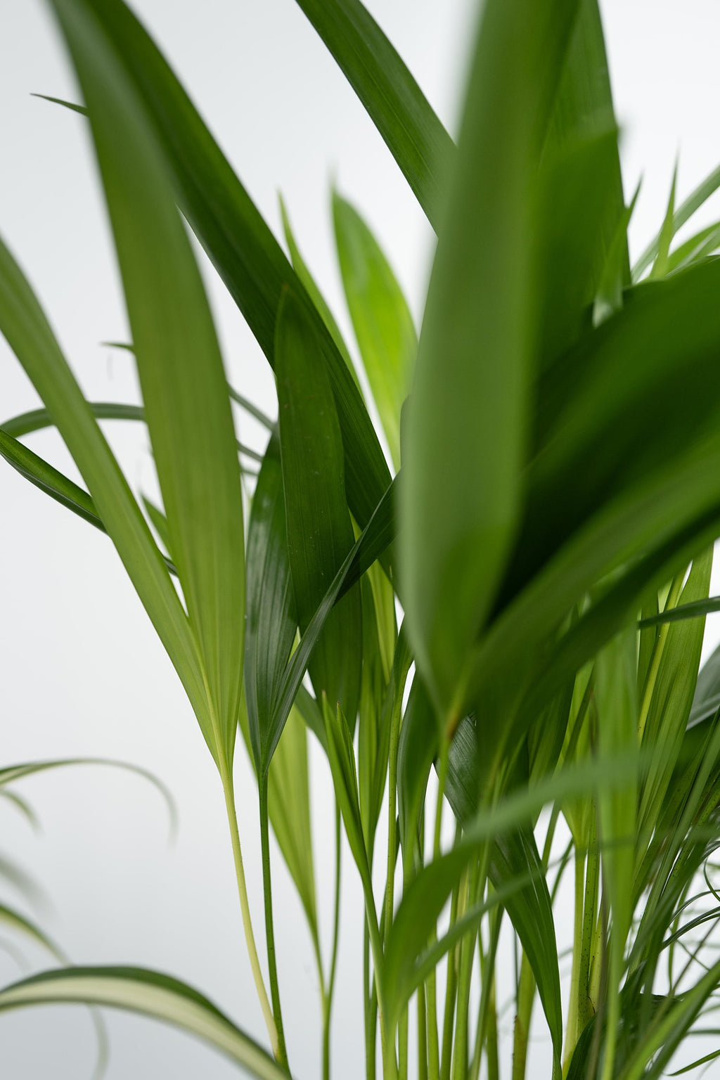 Mélange De 4 Plantes Pet Friendly – Plante D’Intérieur
