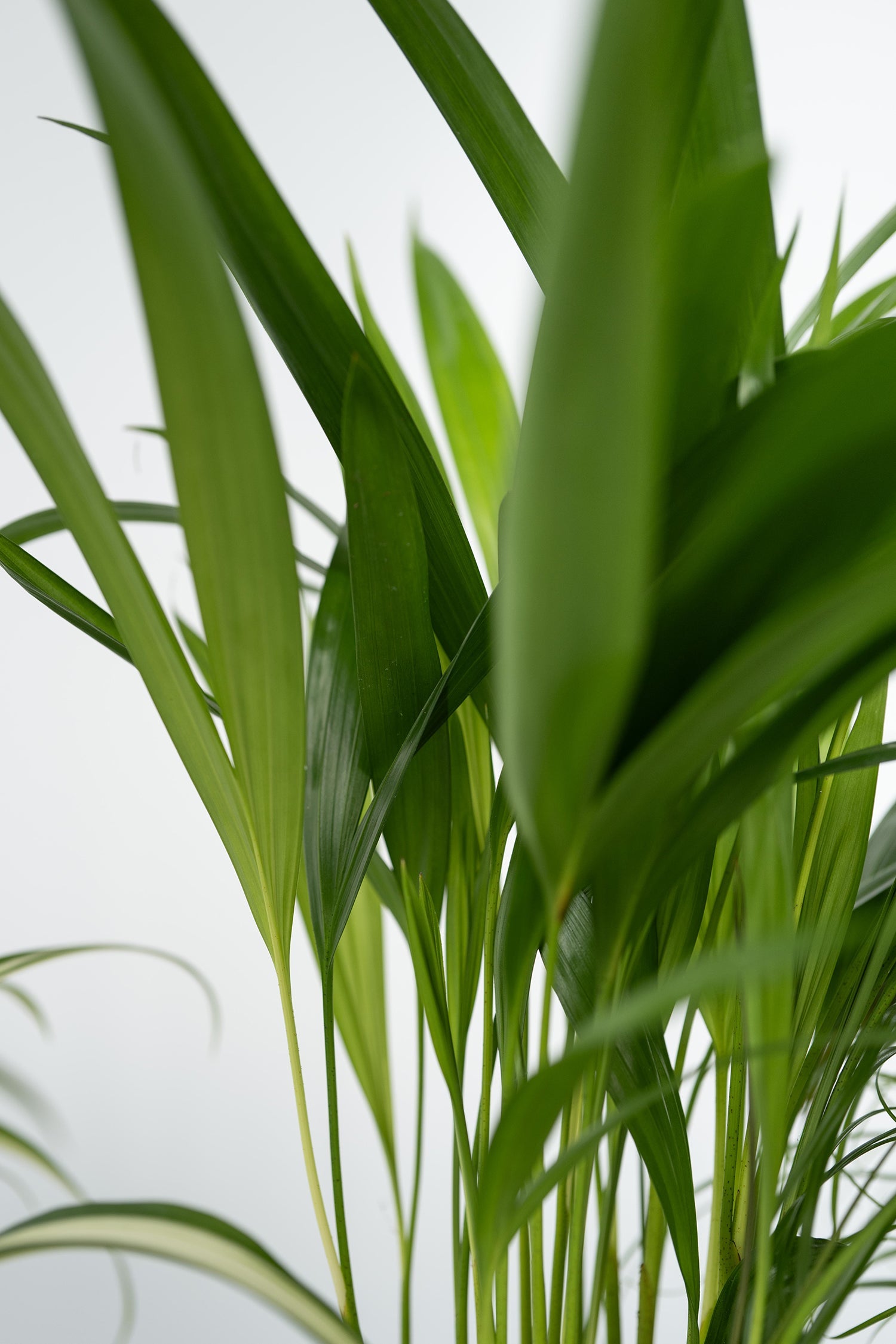Mélange De 4 Plantes Pet Friendly – Plante D’Intérieur