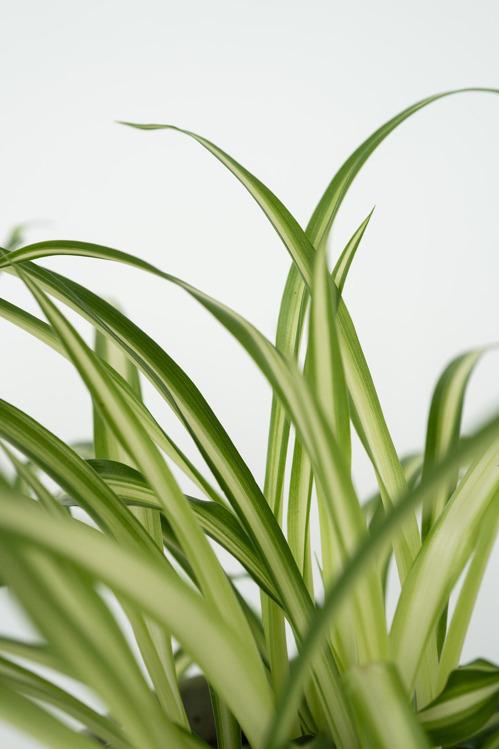 Mélange De 4 Plantes Pet Friendly – Plante D’Intérieur