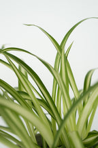 Mélange De 4 Plantes Pet Friendly – Plante D’Intérieur