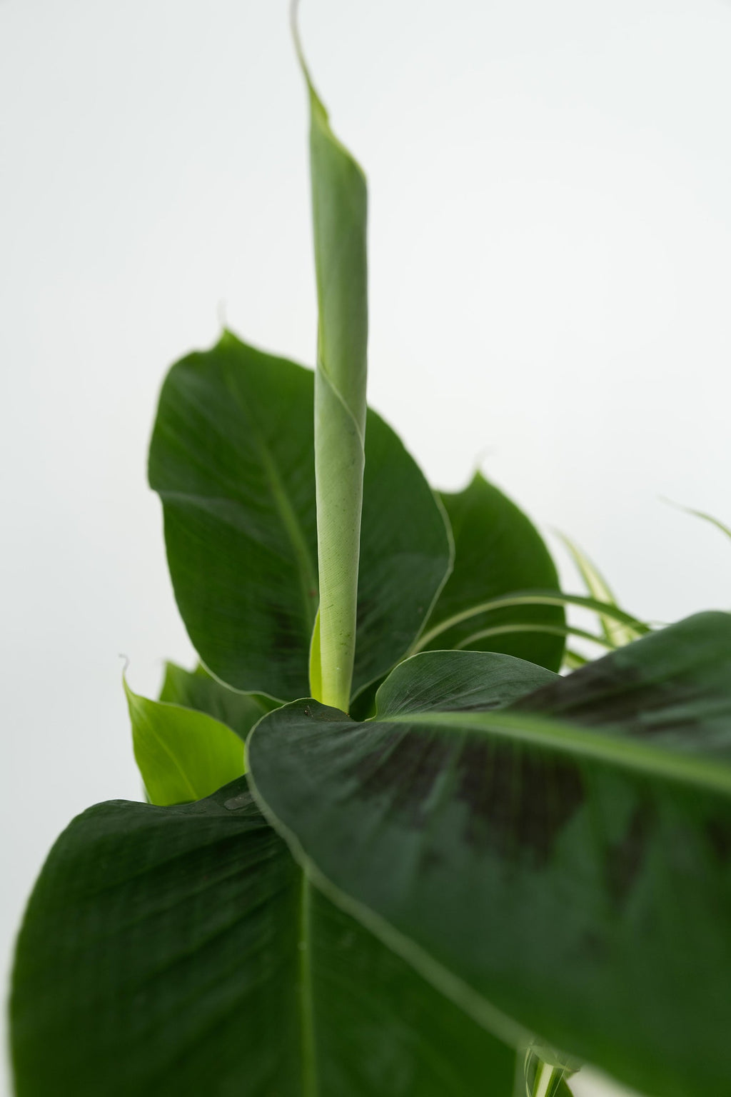 Mélange De 4 Plantes Pet Friendly – Plante D’Intérieur