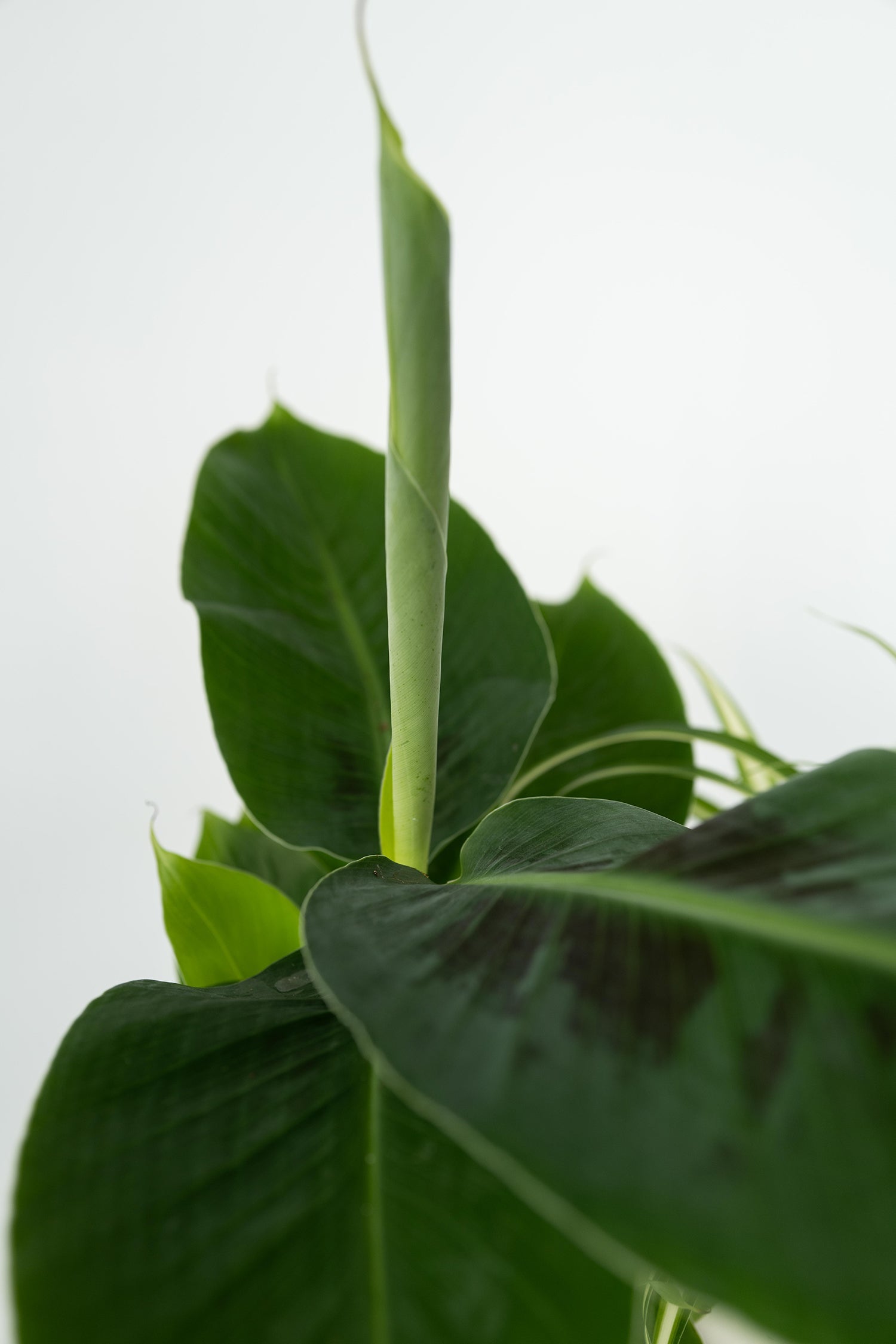 Mélange De 4 Plantes Pet Friendly – Plante D’Intérieur