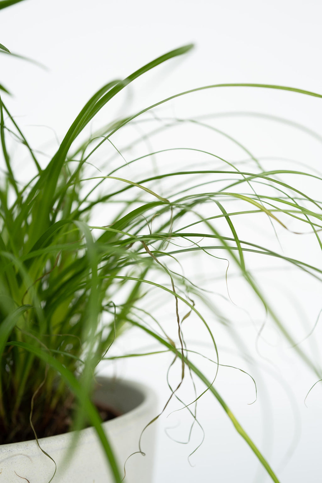 Mélange De 4 Plantes Pet Friendly – Plante D’Intérieur