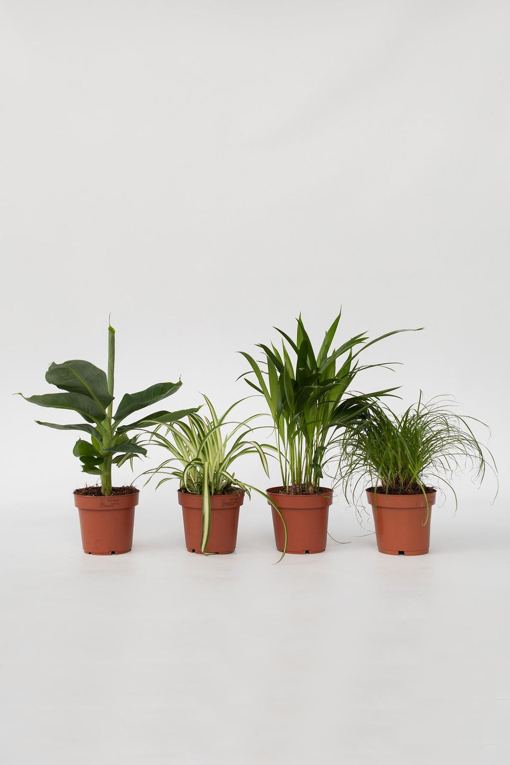 Mélange De 4 Plantes Pet Friendly – Plante D’Intérieur