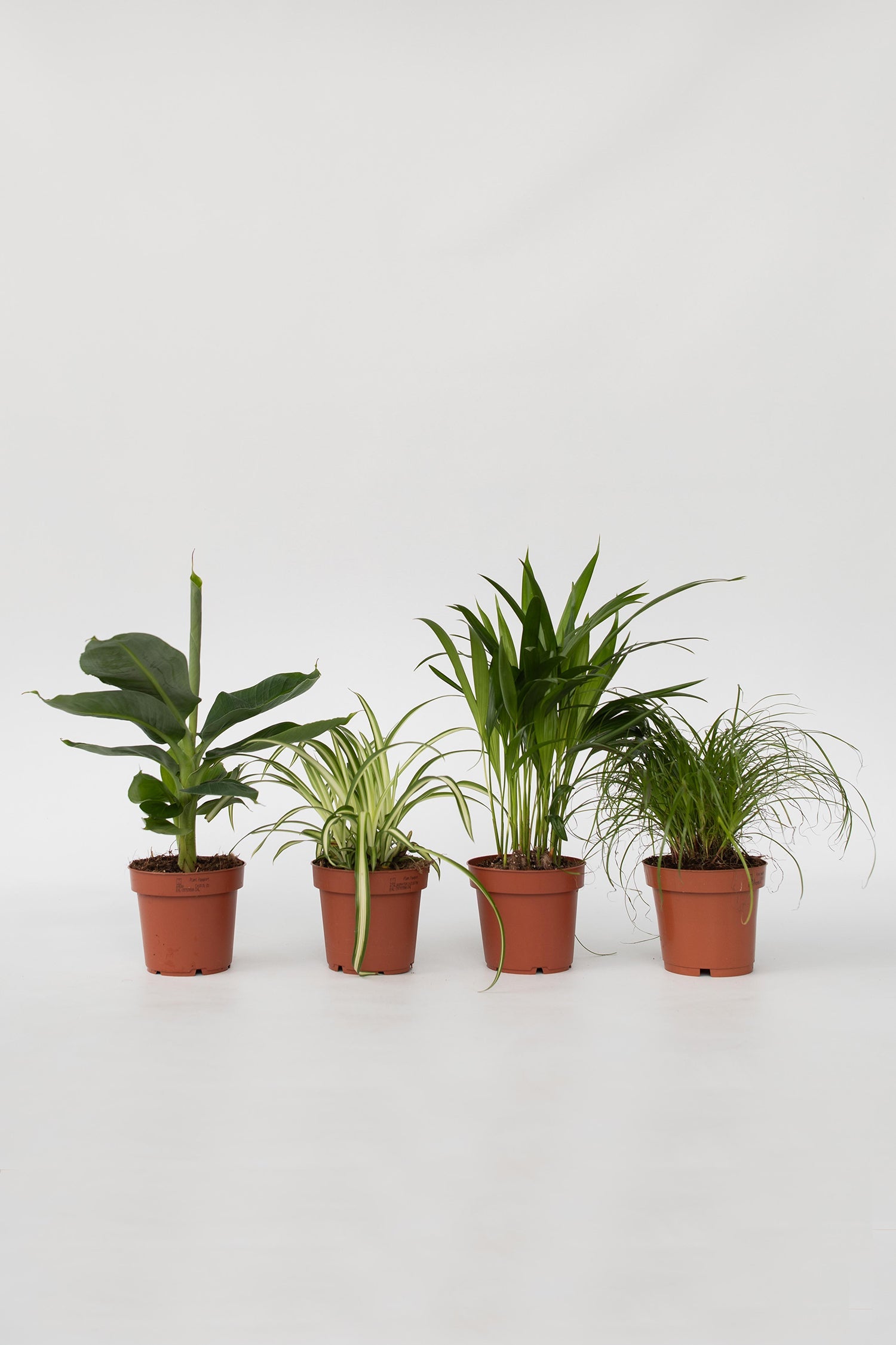 Mélange De 4 Plantes Pet Friendly – Plante D’Intérieur