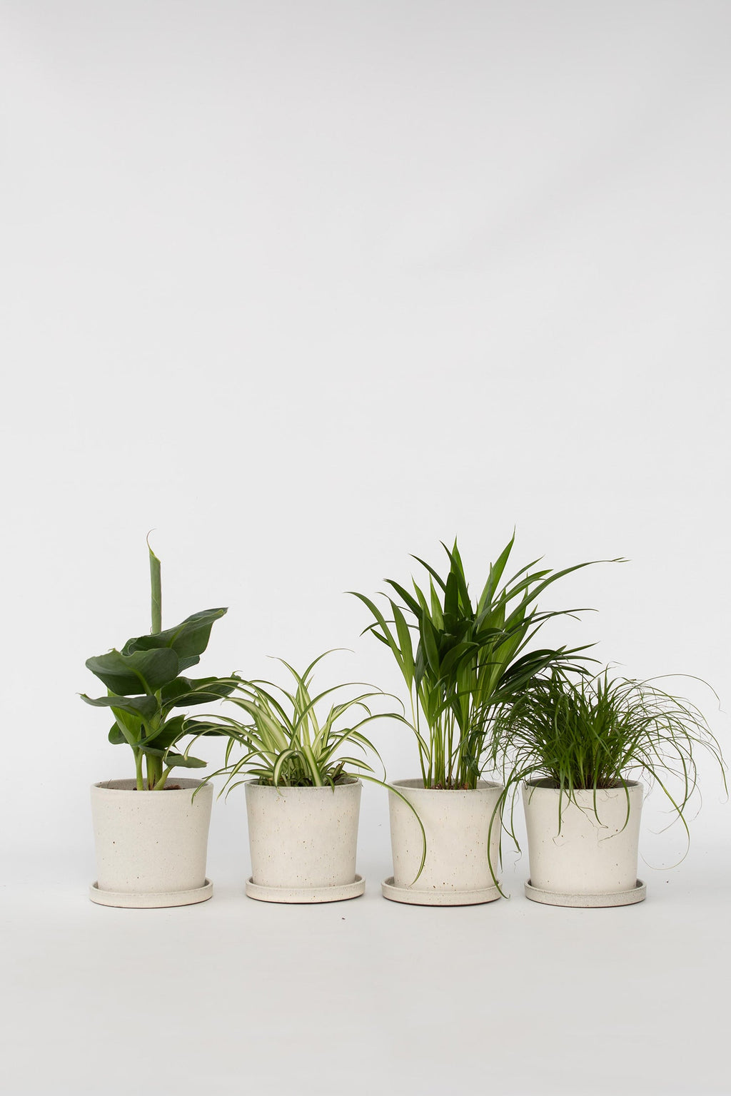 Mélange De 4 Plantes Pet Friendly – Plante D’Intérieur