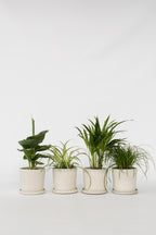 Mélange De 4 Plantes Pet Friendly – Plante D’Intérieur