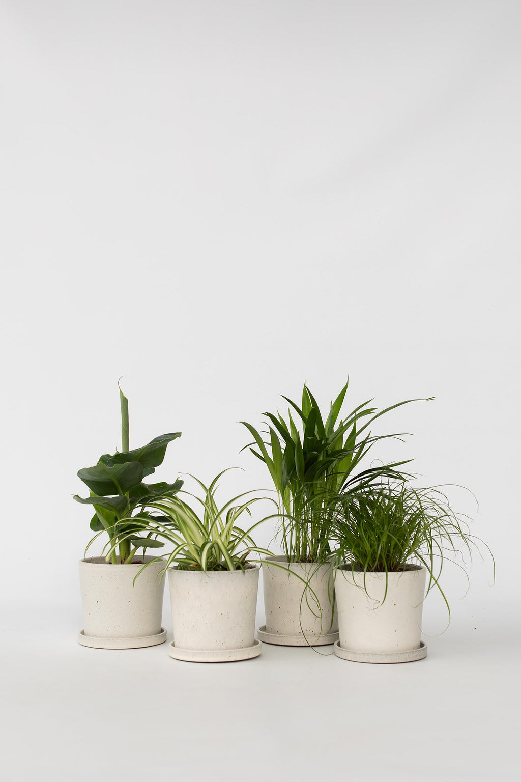 Mélange De 4 Plantes Pet Friendly – Plante D’Intérieur