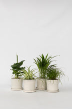 Mélange De 4 Plantes Pet Friendly – Plante D’Intérieur