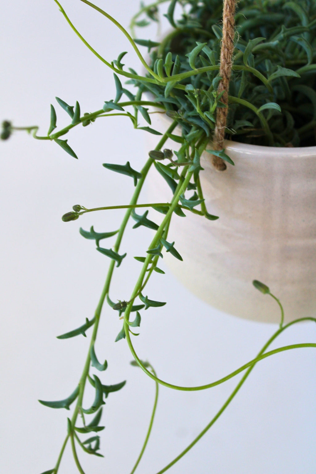 Lot De 3 Senecio « Collier De Perles » – Plante D’Intérieur