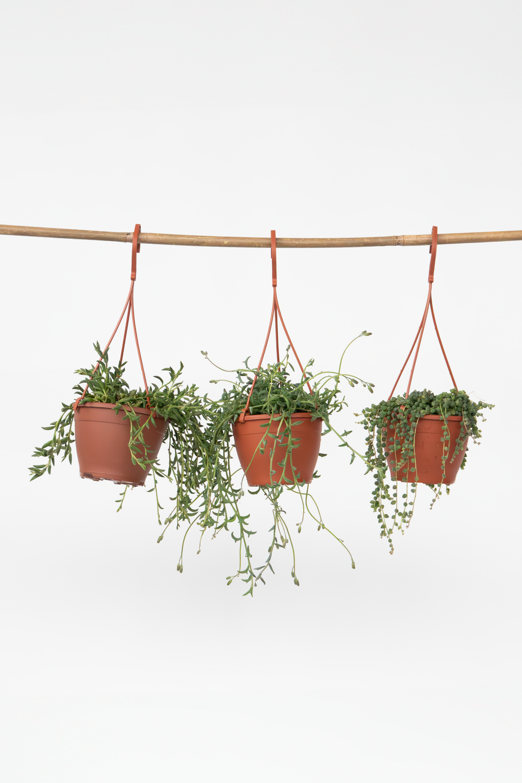 Lot De 3 Senecio « Collier De Perles » – Plante D’Intérieur