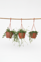 Lot De 3 Senecio « Collier De Perles » – Plante D’Intérieur