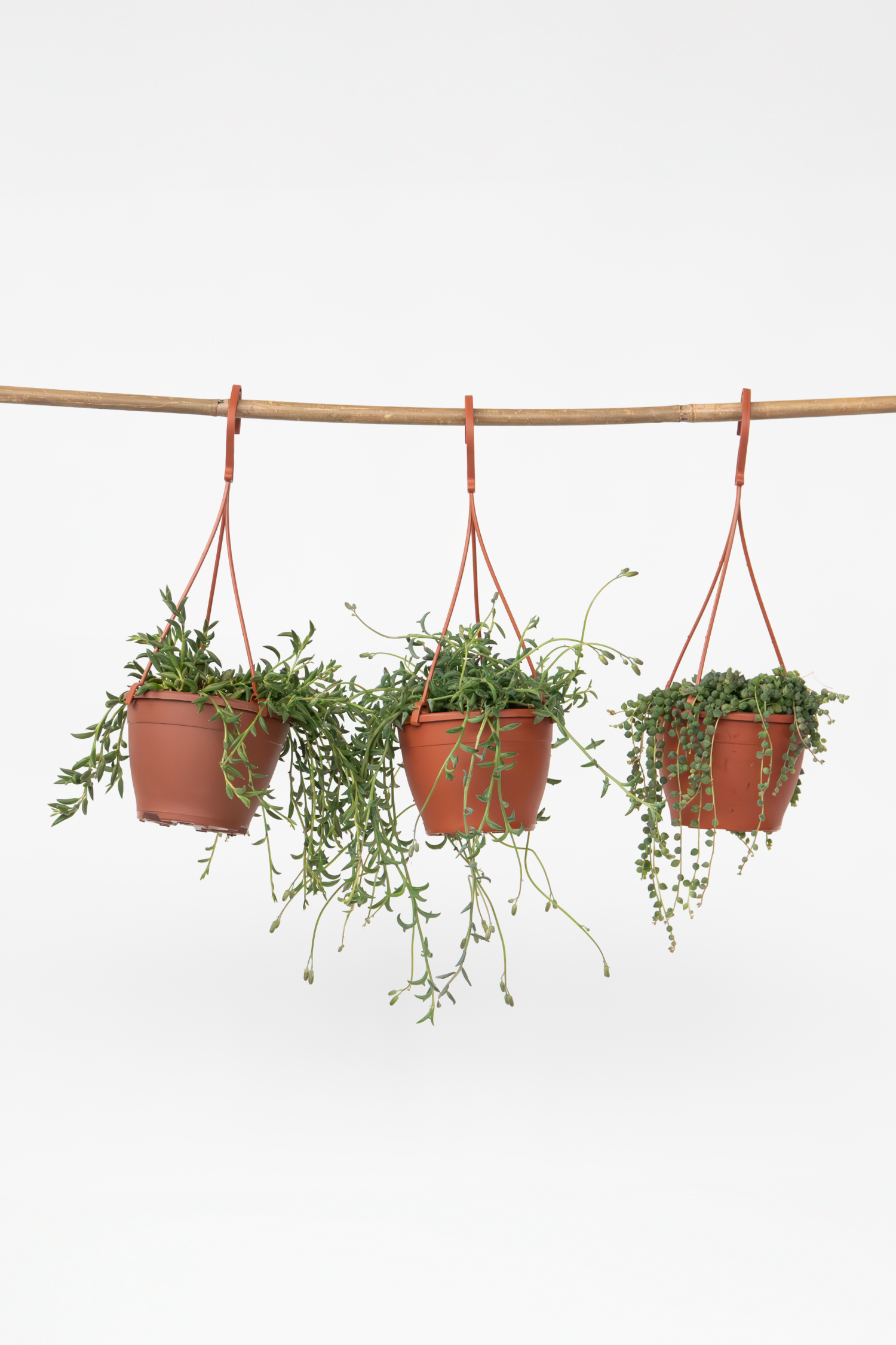 Lot De 3 Senecio « Collier De Perles » – Plante D’Intérieur