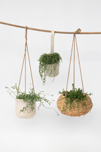 Lot De 3 Senecio « Collier De Perles » – Plante D’Intérieur