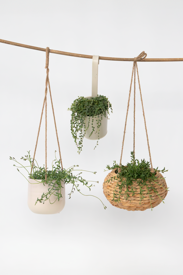 Lot De 3 Senecio « Collier De Perles » – Plante D’Intérieur