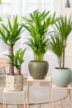Mélange De 3 Palmiers D’Intérieur Xl – Plante D’Intérieur