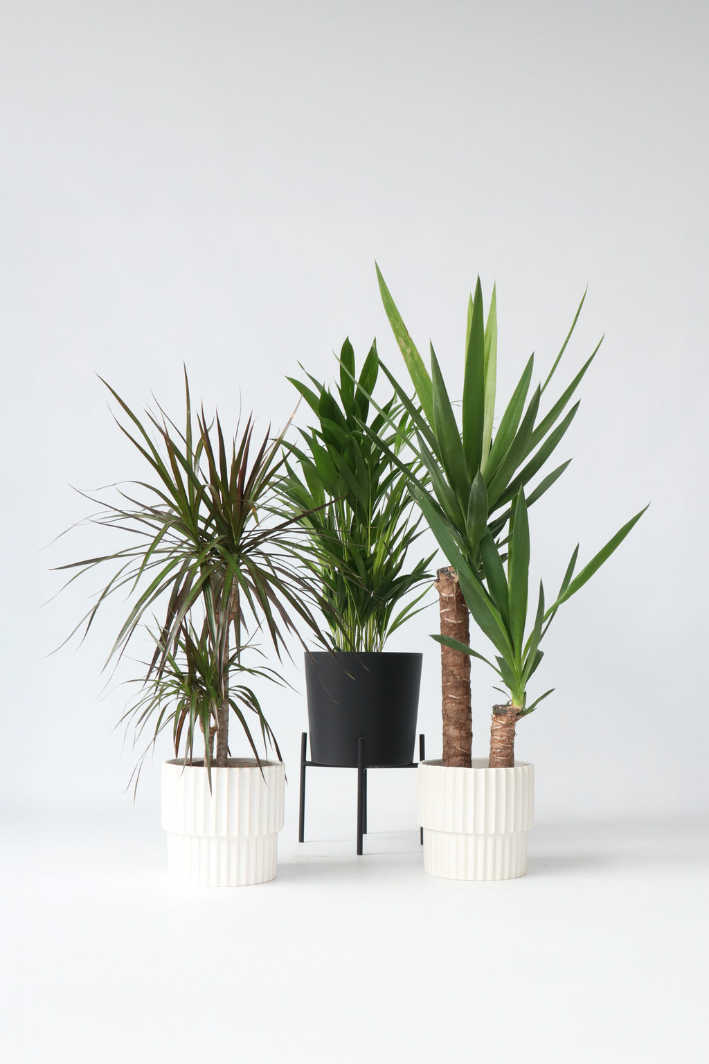 Mélange De 3 Palmiers D’Intérieur Xl – Plante D’Intérieur