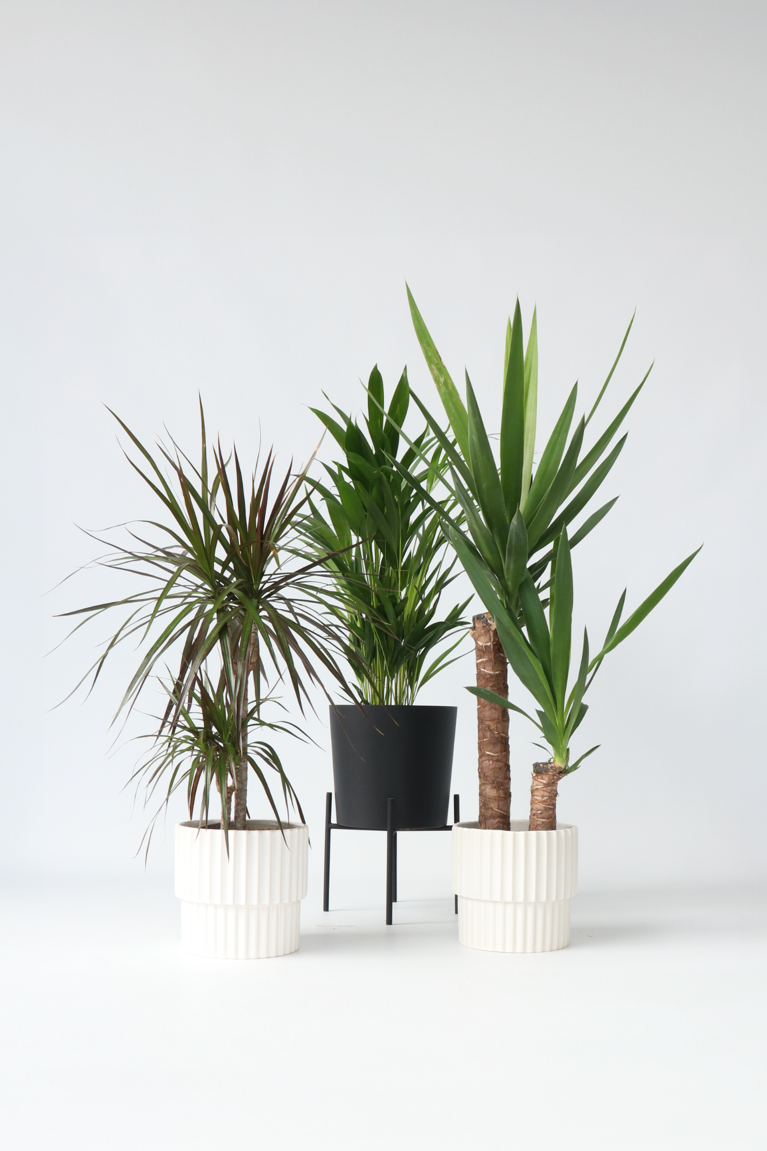 Mélange De 3 Palmiers D’Intérieur Xl – Plante D’Intérieur