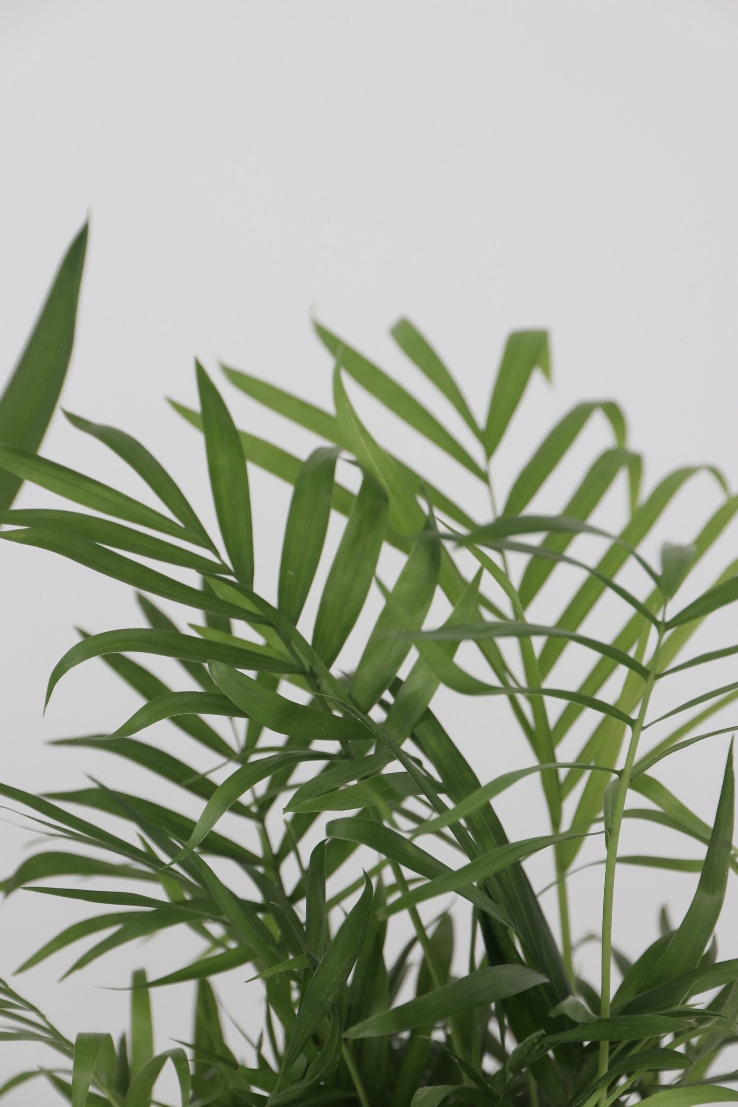 Mélange De 3 Palmiers D’Intérieur Xl – Plante D’Intérieur