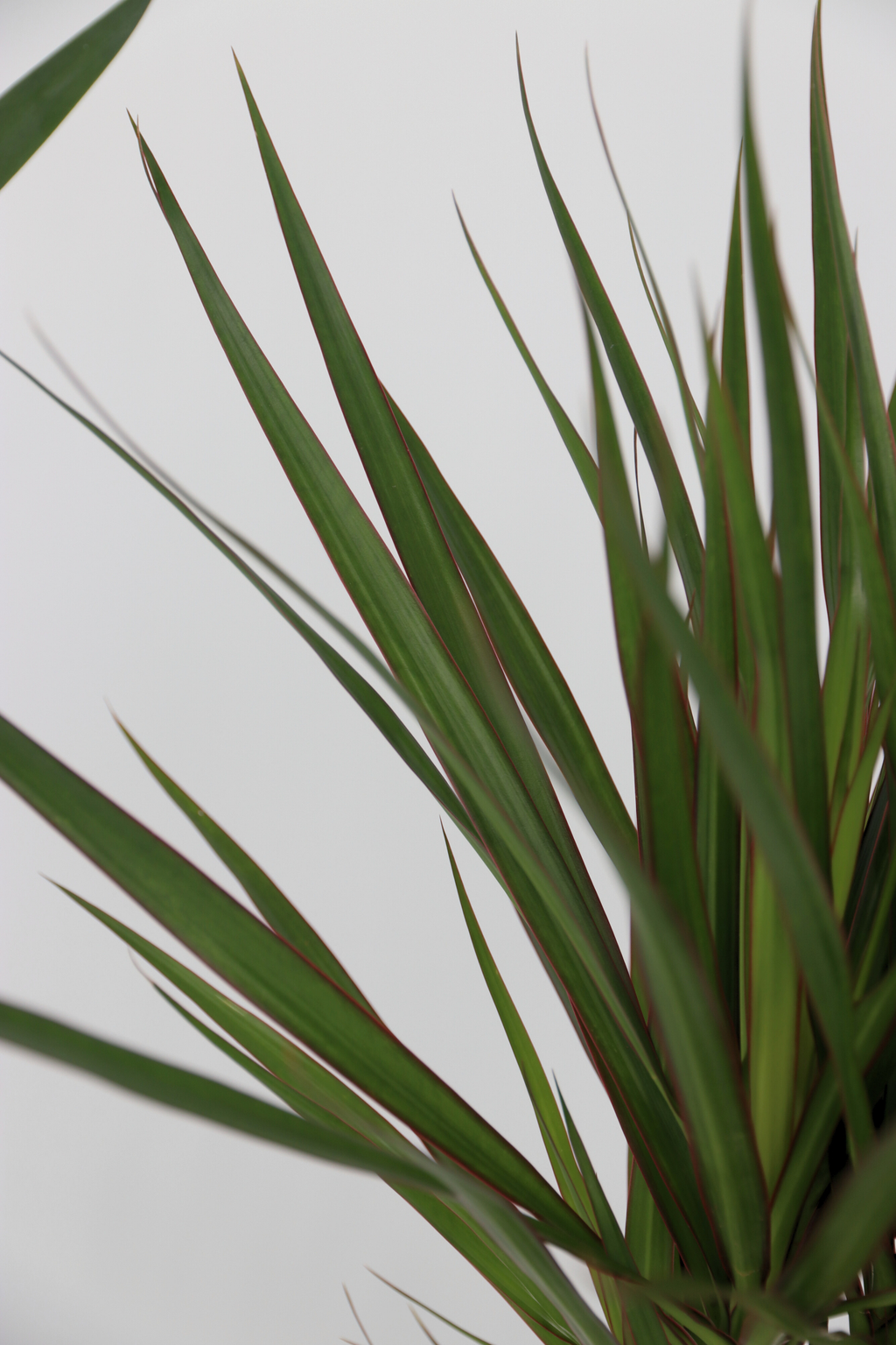 Mélange De 3 Palmiers D’Intérieur Xl – Plante D’Intérieur