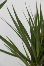 Mélange De 3 Palmiers D’Intérieur Xl – Plante D’Intérieur