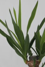 Mélange De 3 Palmiers D’Intérieur Xl – Plante D’Intérieur