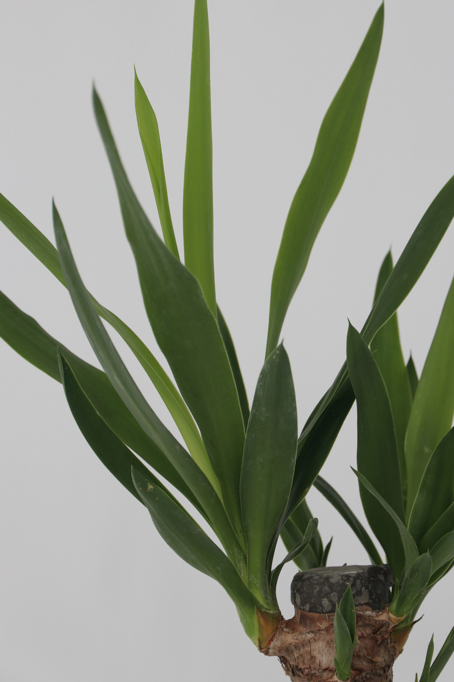 Mélange De 3 Palmiers D’Intérieur Xl – Plante D’Intérieur